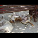 Ein entspannter Hund